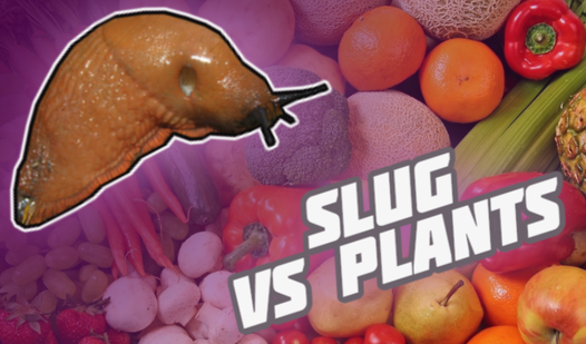 Slug VS Plants