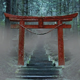 NIGHT in the Aokigahara forest