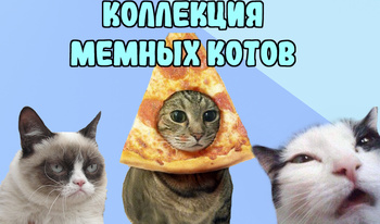 Коллекция мемных котов