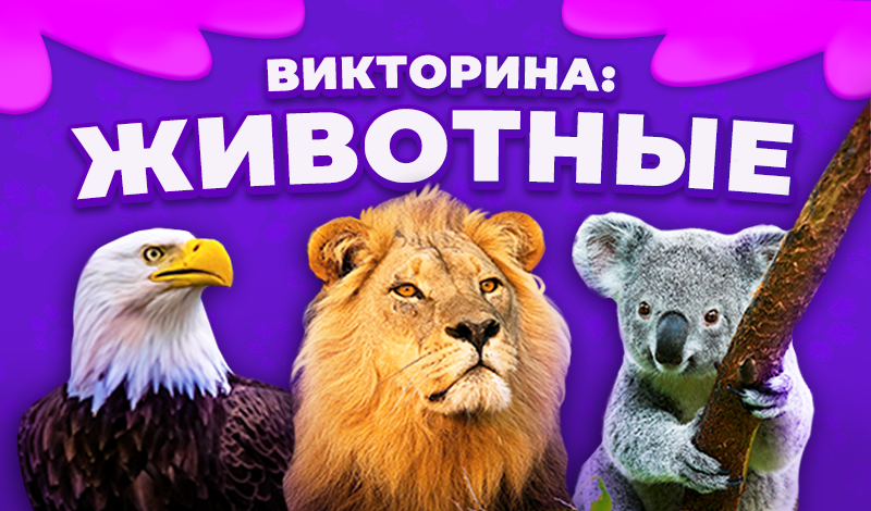 Викторина: Животные game cover
