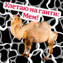 Улетаю на гаити: Мем! (by Zotus Games): Play Online For Free On Playhop