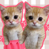Pairs of Meme Cats
