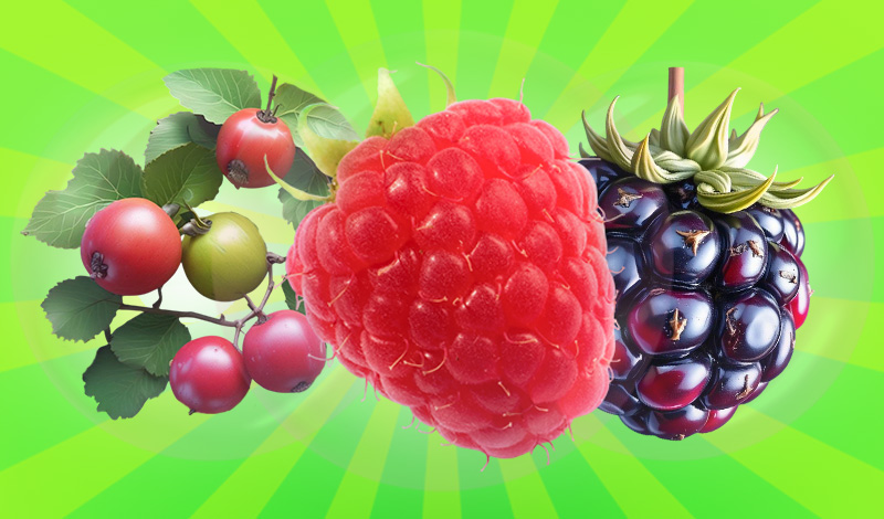 Berry Garden 2048: Merge It All! game cover