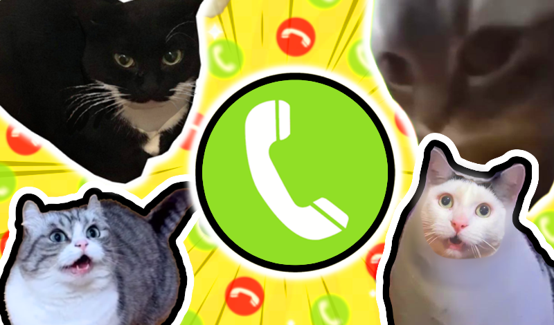 Call Meme Cats game cover