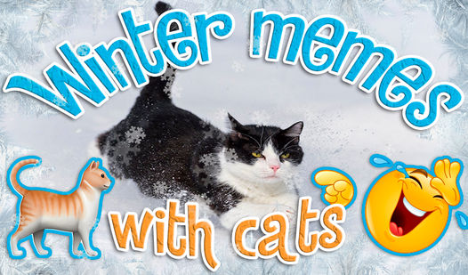 Winter memes with cats