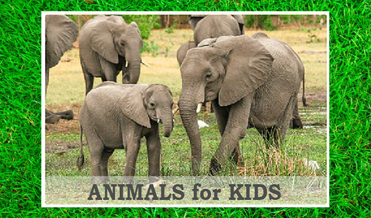 Animals for kids and their sounds — trailer
