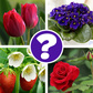 თამაში Quiz: guess the flower