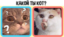 Какой ты кот?