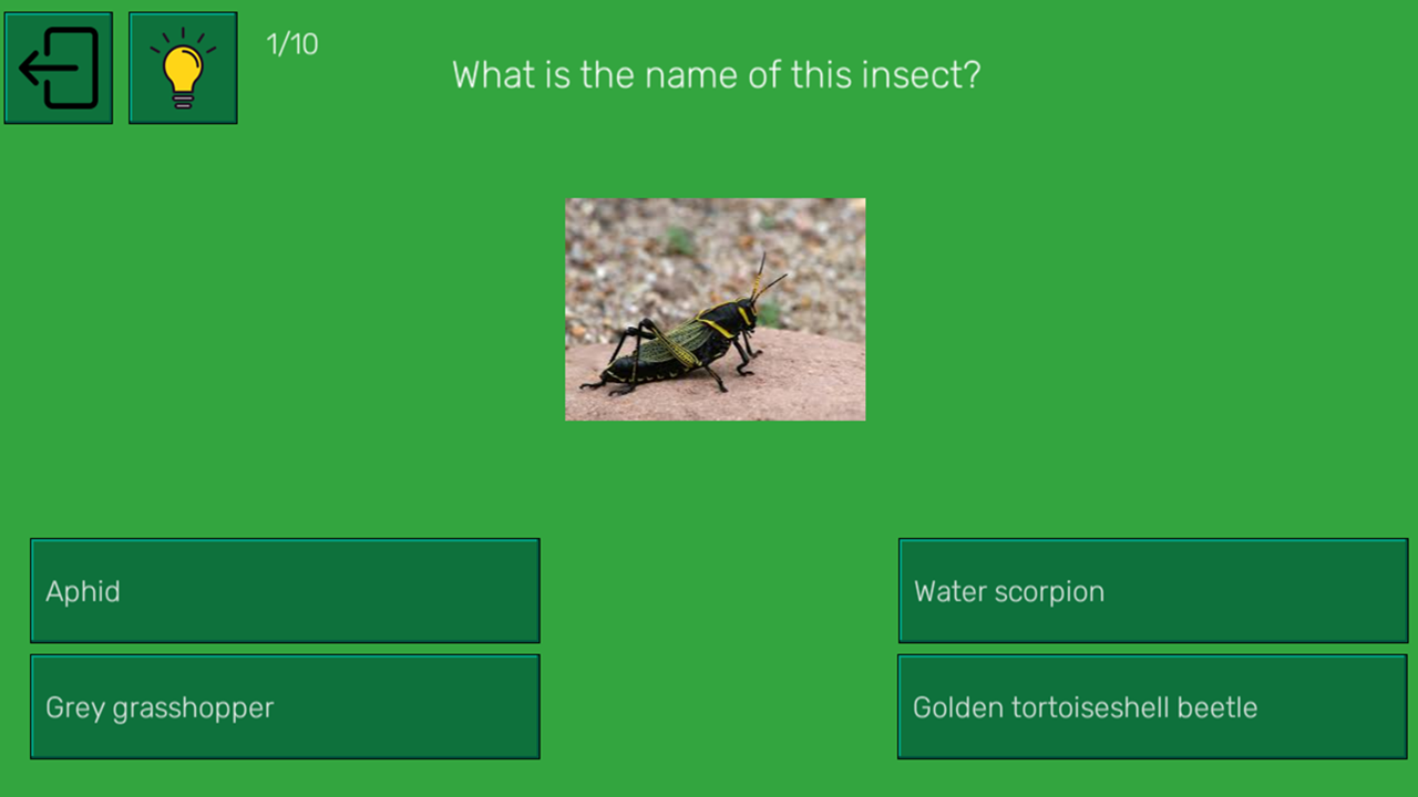 What kind of insect is this? — screenshot 1