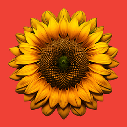 Flowers flow: merge
