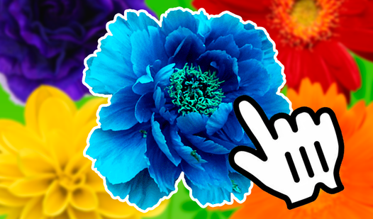 Floral Fantasy: Collect it all!