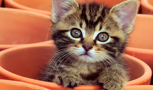 Kitties - Wonder Puzzle