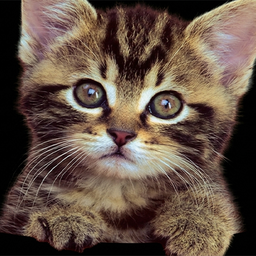 Кошечки - Чудо пазл