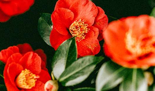 Assemble the nature picture puzzle