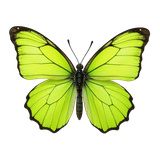 Mahjong Live Butterflies
