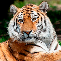 Животные для детей и их звуки