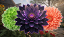 Connect the Flowers: Classic!