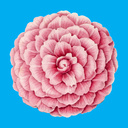 Bloom 2048