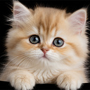 Kitties - Wonder Puzzle