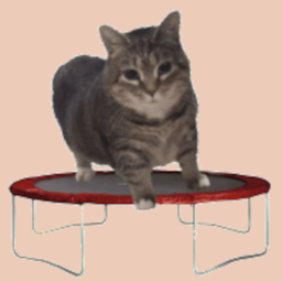 Кот на батуте