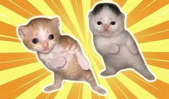 Cats Dance!