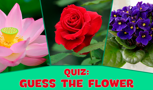 Quiz: guess the flower