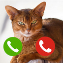 Позвони котикам