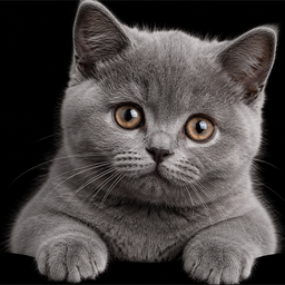 Кошечки - Чудо пазл