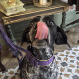 Собери собаку Чили (by doge-developer): Play Online For Free On Playhop