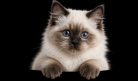 Kitties - Wonder Puzzle