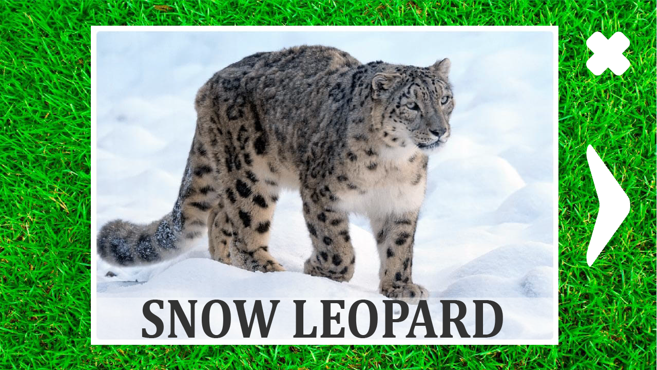 Animals for kids and their sounds — screenshot 8