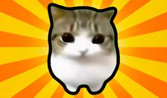 The cat evaluates!