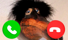 Call Skebob!
