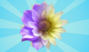 Connect the flowers - get to the last one!