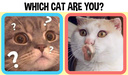 Which cat are you?