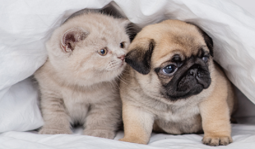 Animals Puzzles: Jigsaw Puzzle Game