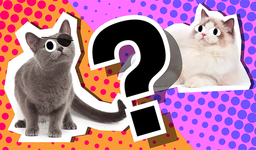 Trivia Quiz: Cats