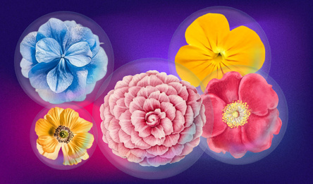 Bloom 2048