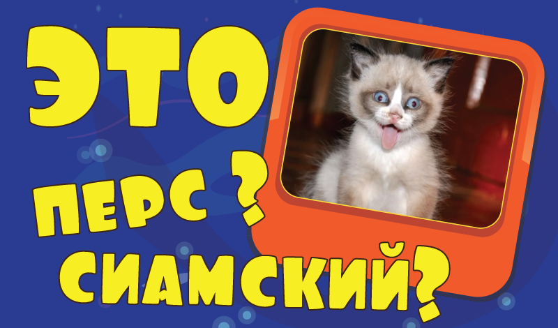 Викторина: Что на фото? game cover
