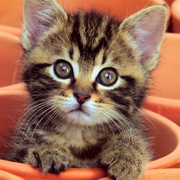 Кошечки - Чудо пазл