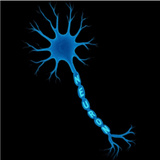 Neuron