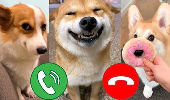 Call the Meme Dogs