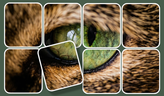 Assemble the Picture: Puzzle