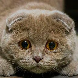 КотоКоллекция: 48 Пород