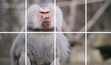 Picture Puzzle Animals