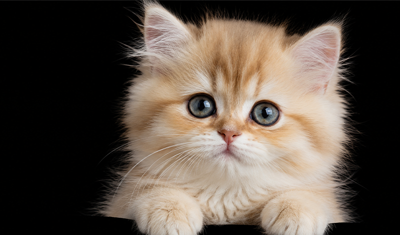 Kitties - Wonder Puzzle game cover