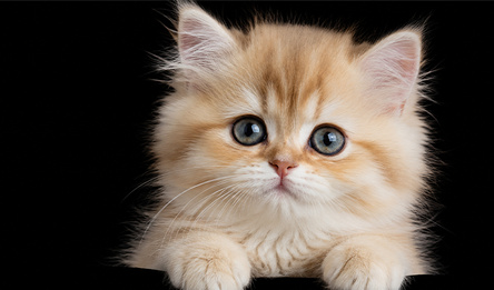 Kitties - Wonder Puzzle
