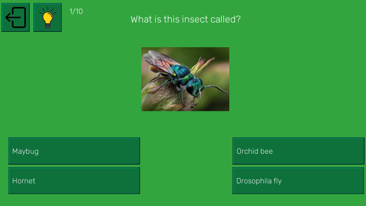 What kind of insect is this? — screenshot 2