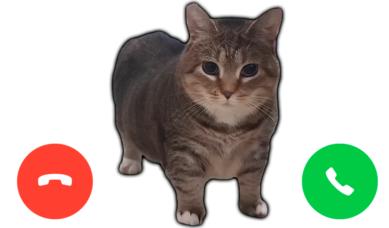 Call the cat Oia Oia: Clicker game cover