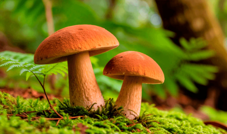 Mushroomers 2 New Season